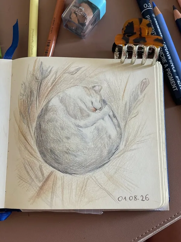 Sleeping cat
